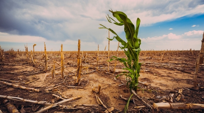 Teaserklimawandel © Kearney Shutterstock